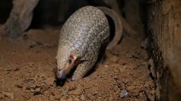 This photograph taken on September 14, 2020 shows a pangolin emerging from an underground tunnel at night at Save Vietnam's Wildlife, a group that runs a pangolin conservation program inside the Cuc Phuong National Park in northern province of Ninh Binh. - Life remains precarious for the world's most trafficked mammal despite the country's renewed vow to crack down on the illegal wildlife trade that many blame for the coronavirus pandemic. (Photo by Manan VATSYAYANA / AFP) / To go with  Vietnam-conservation-wildlife-health-virus by Alice PHILIPSON (Photo by MANAN VATSYAYANA/AFP via Getty Images)