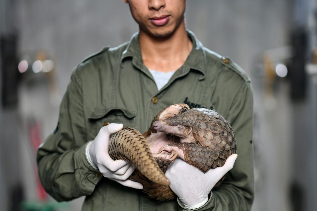 A Save Vietnam's Wildlife keeper holding a pangolin inside its enclosure, September 2020.