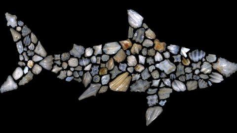The silhouette of a shark composed of fossil shark dermal denticles described in the study.