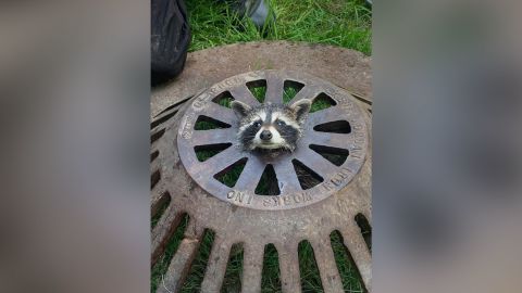 Firefighters used multiple tools to free the raccoon.