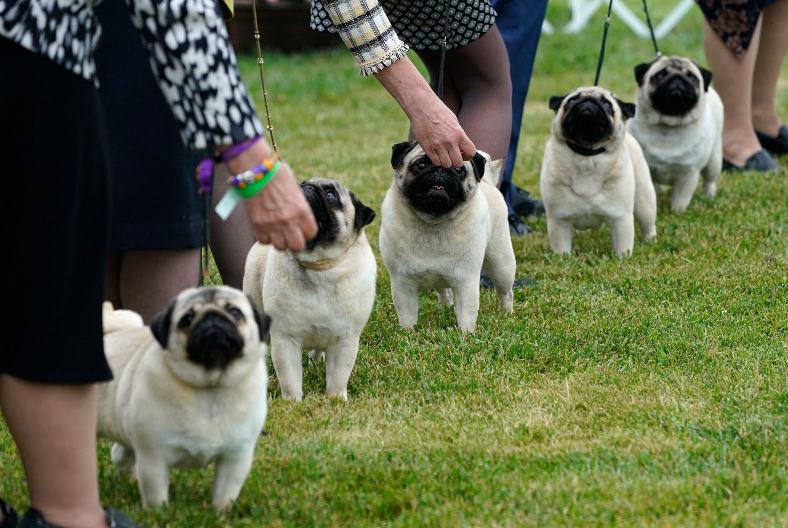 Pugs line up in the judging area on Saturday, June 12, at Lyndhurst Estate in Tarrytown, New York.