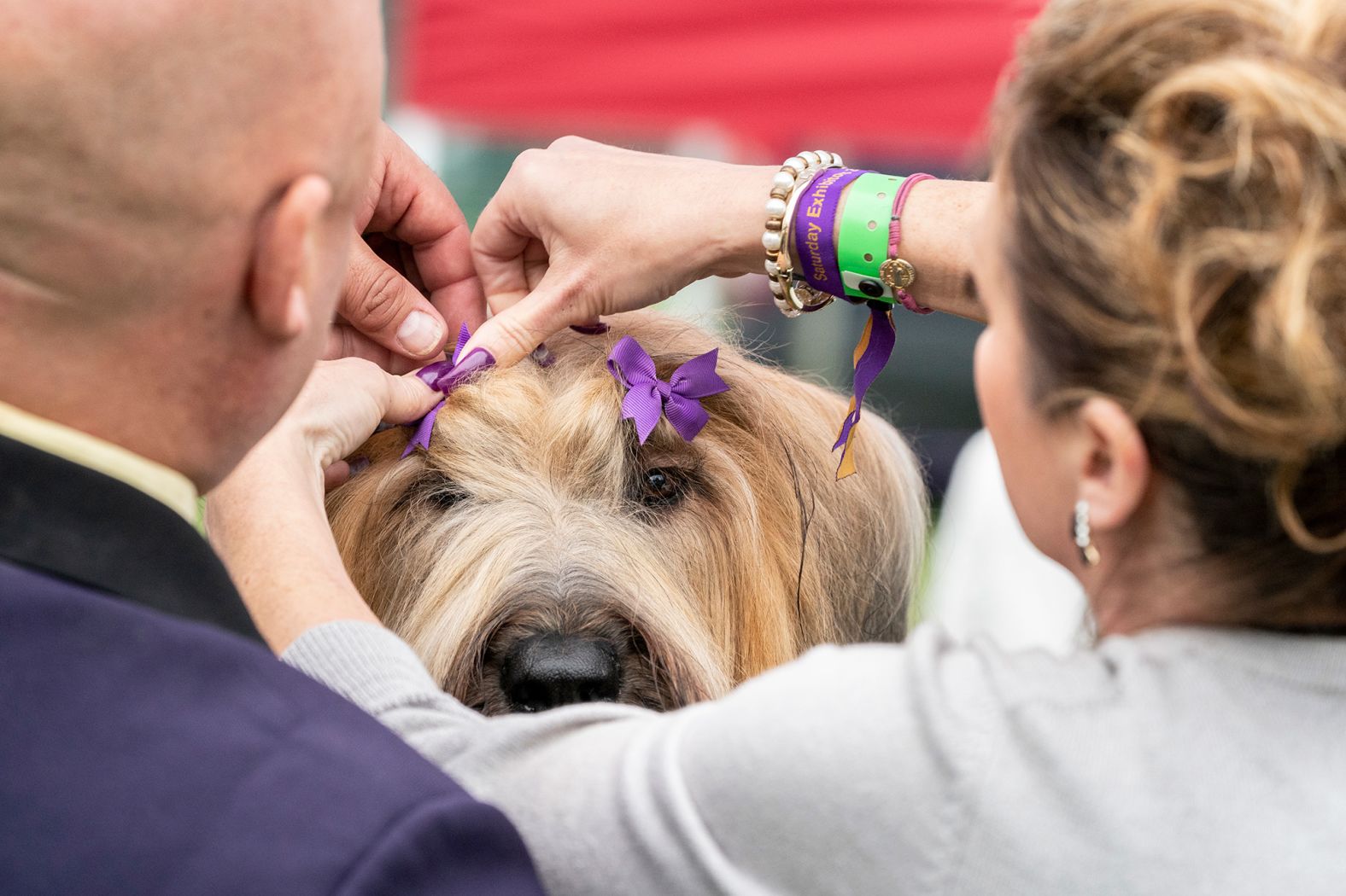 Remedy, a Briard, is groomed in the entrant's preparation lot on Saturday. 