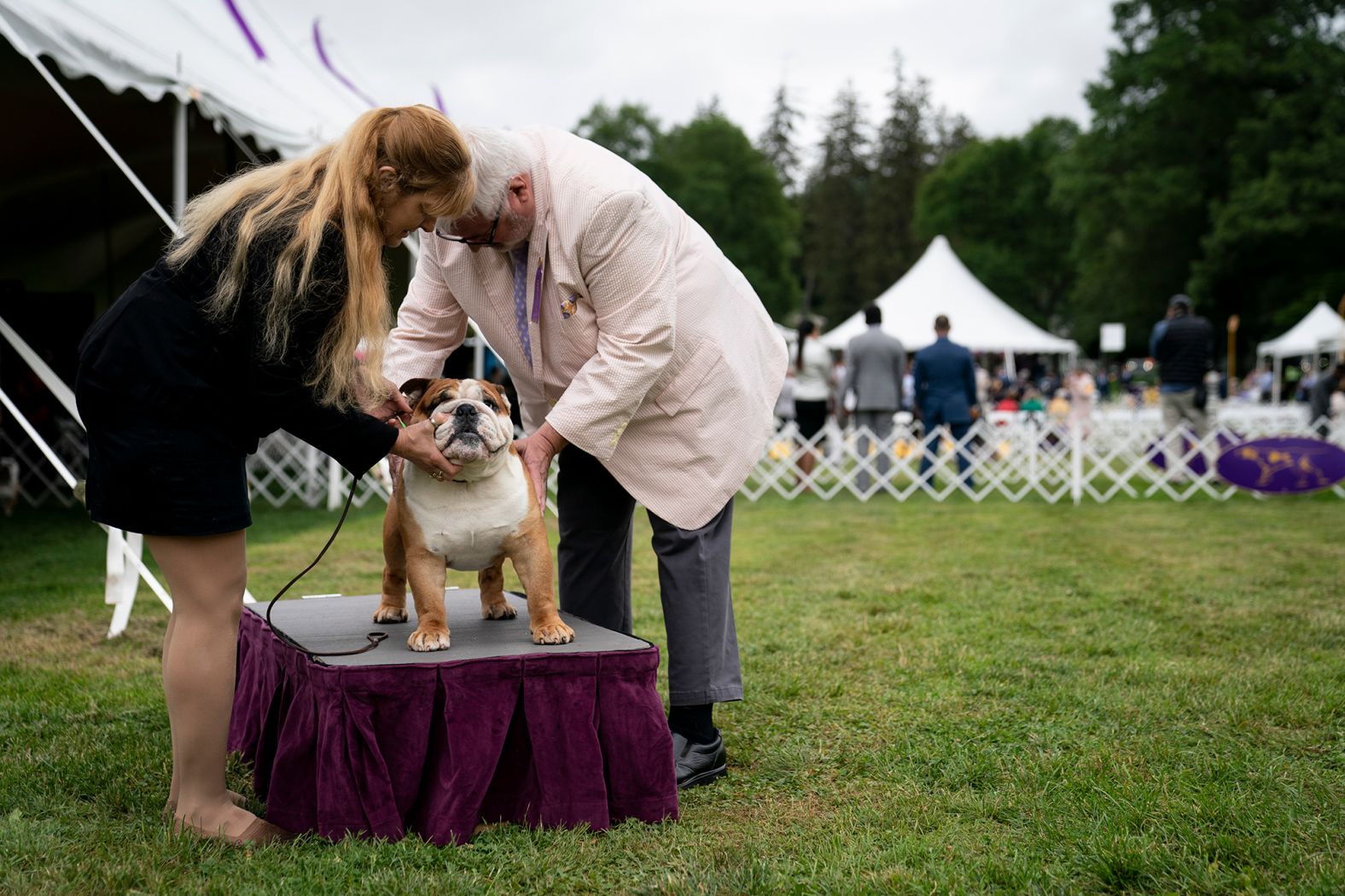 Judges examine a bulldog. 