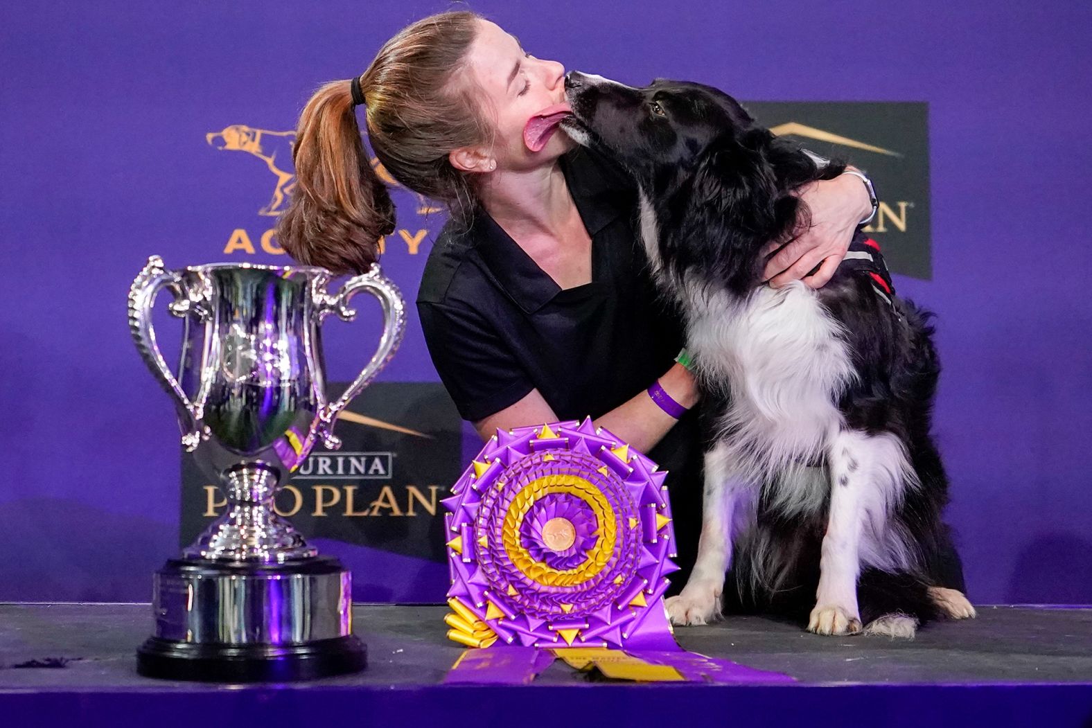 Verb, a border collie, licks his handler, Perry DeWitt, while posing for photographers after winning the agility competition on Friday, June 11, in Tarrytown, New York.