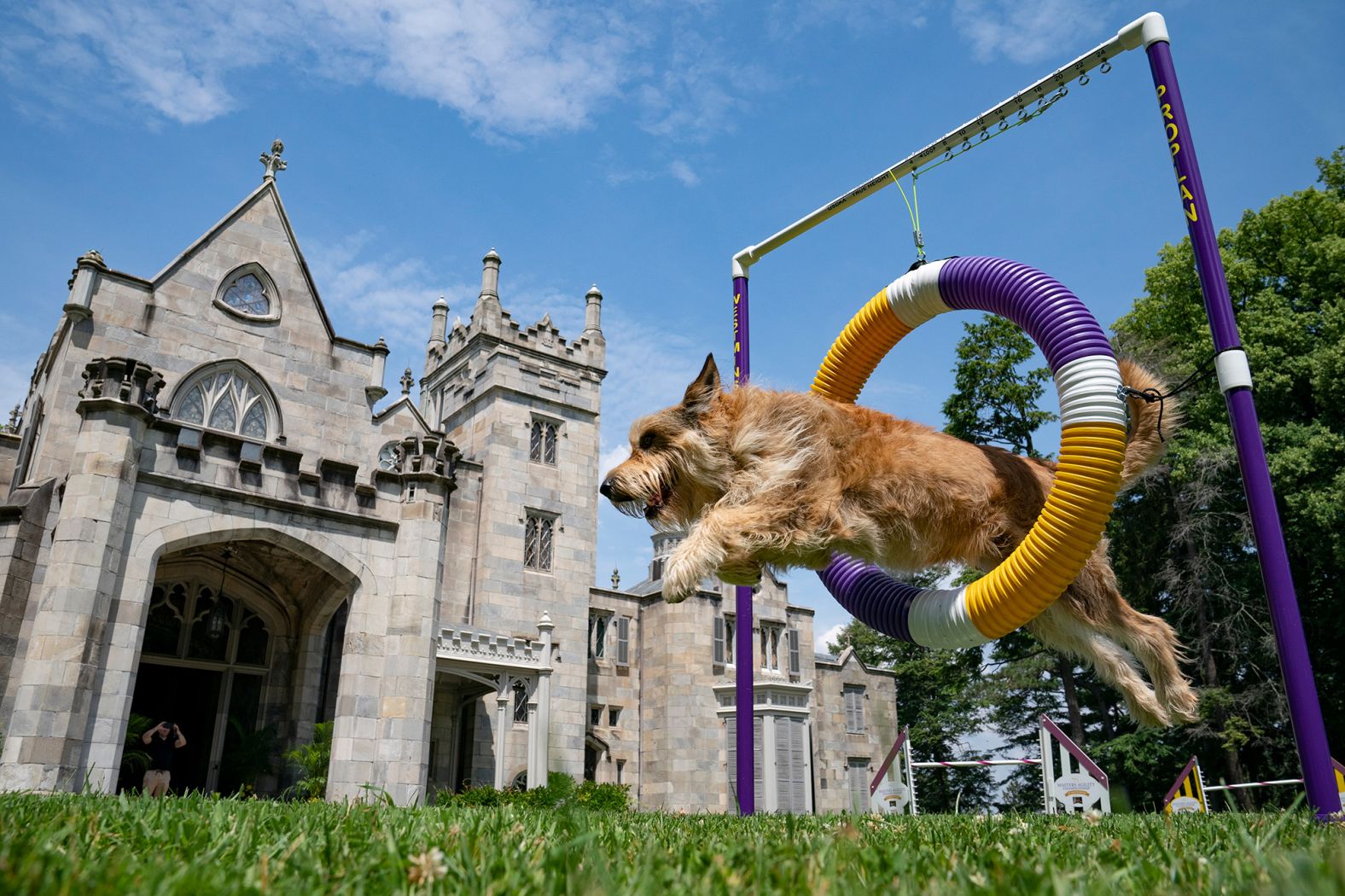 Chet, a berger Picard, performs a jump in an agility obstacle on Tuesday, June 8, before the start of the annual dog show.