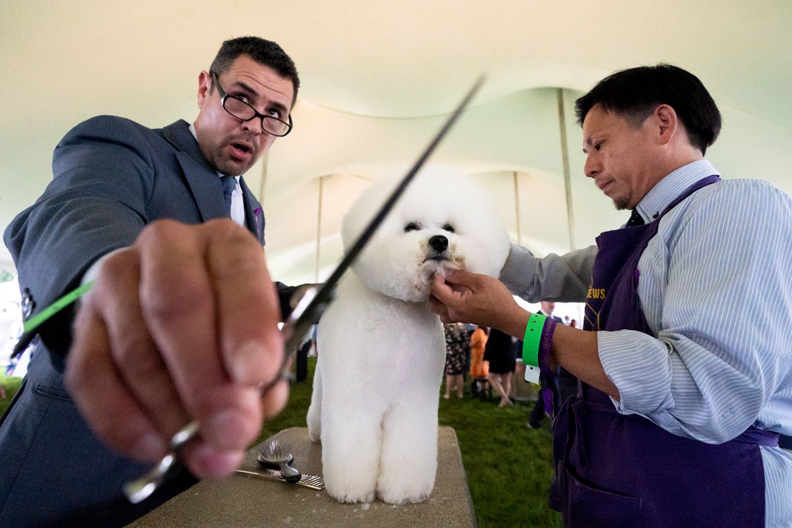 A bichon frise is groomed in the staging area. 