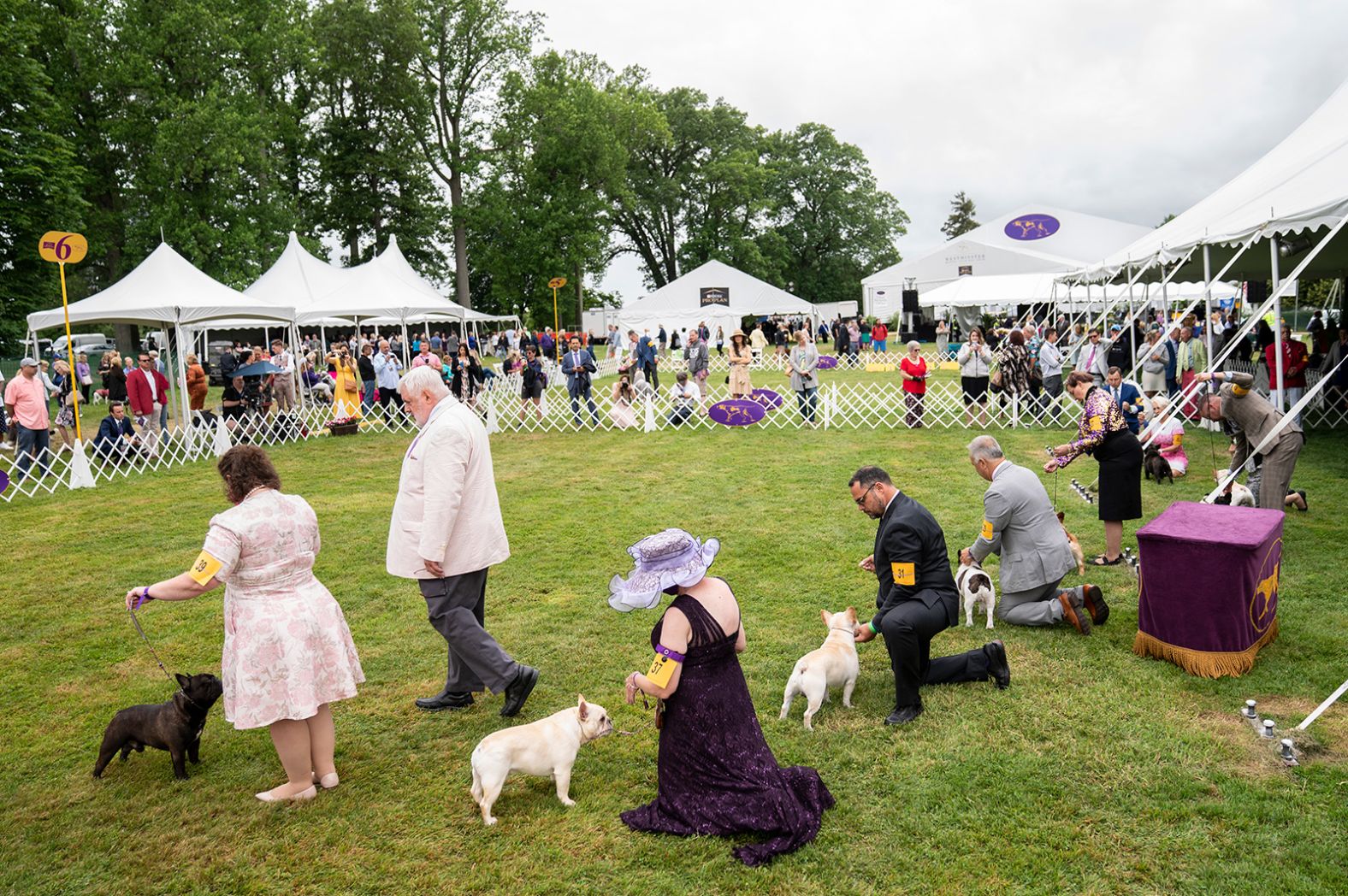 Bulldogs participate in breed judging.