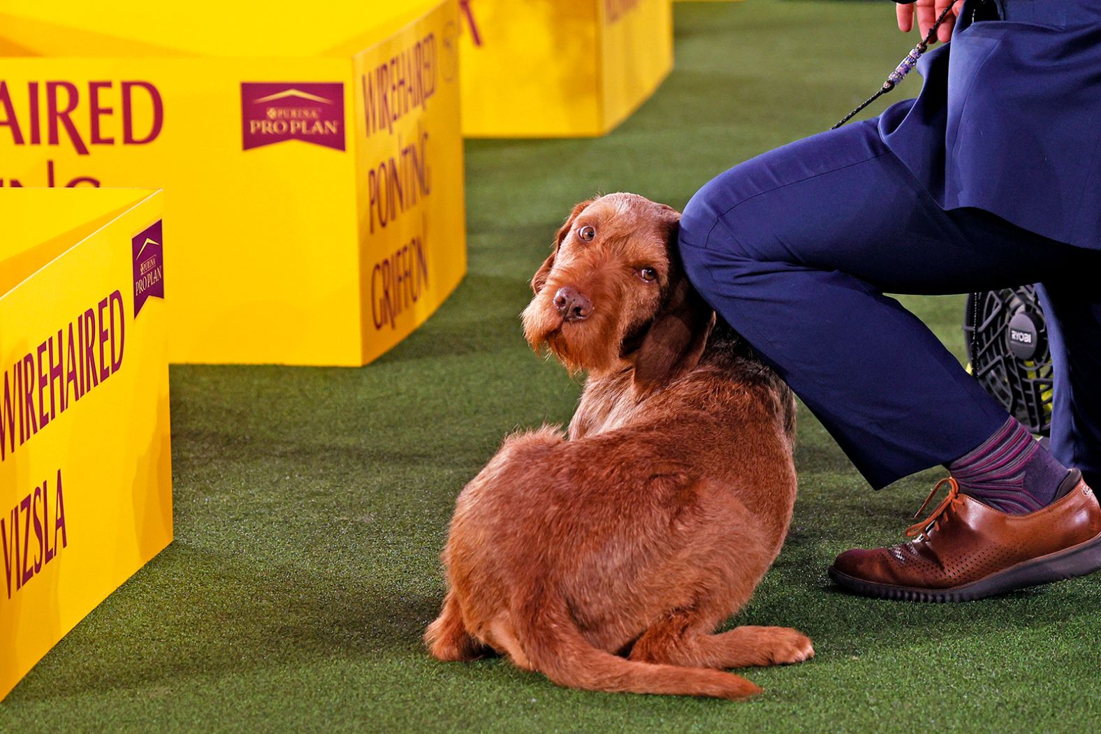 A wire-haired vizsla competes in the Sporting Group.