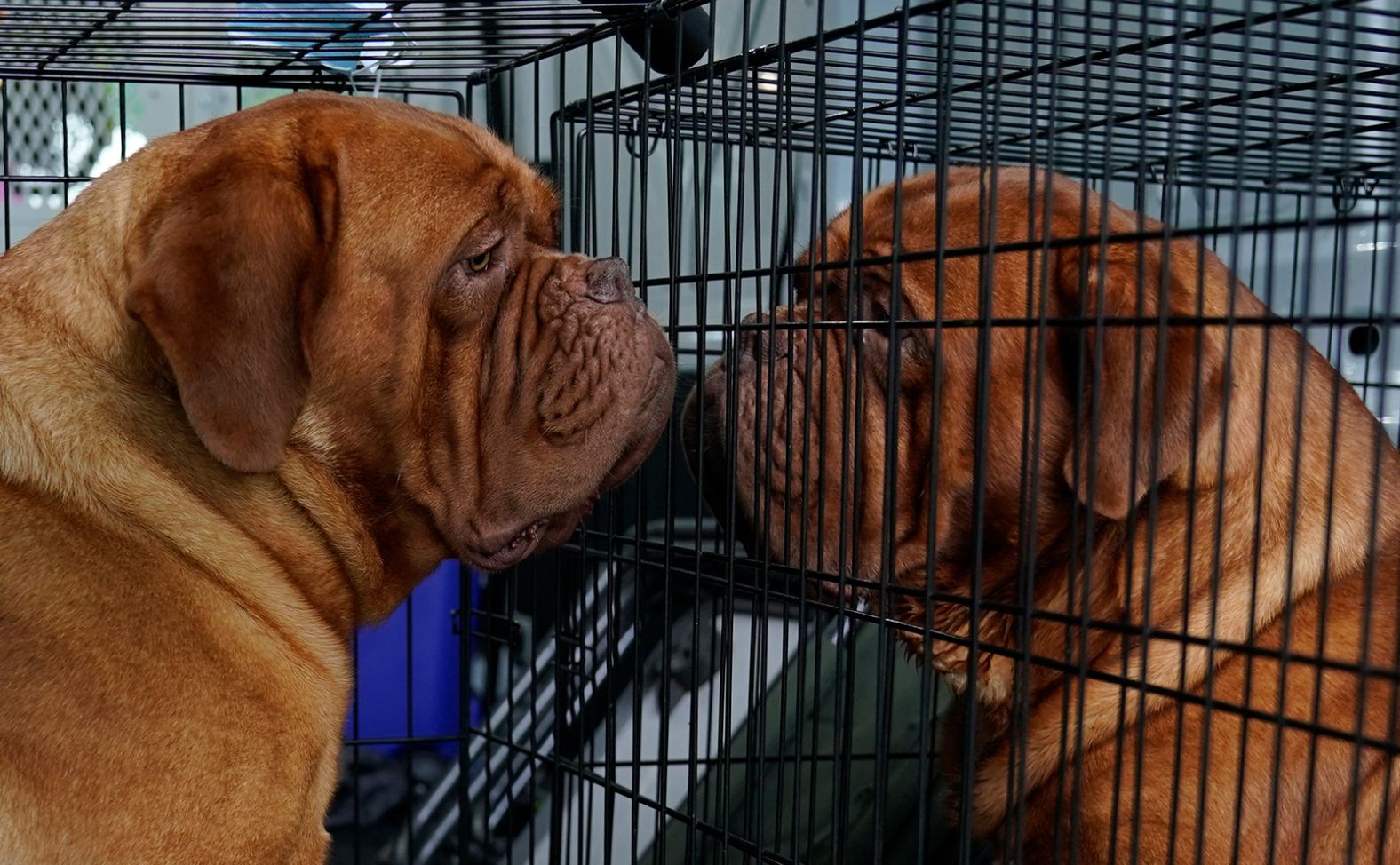 Two Dogues de Bordeaux wait prior to the judging of sporting, working and terrier breeds.
