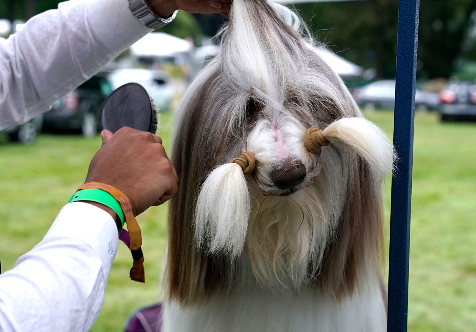 A bearded collie is brushed. 
