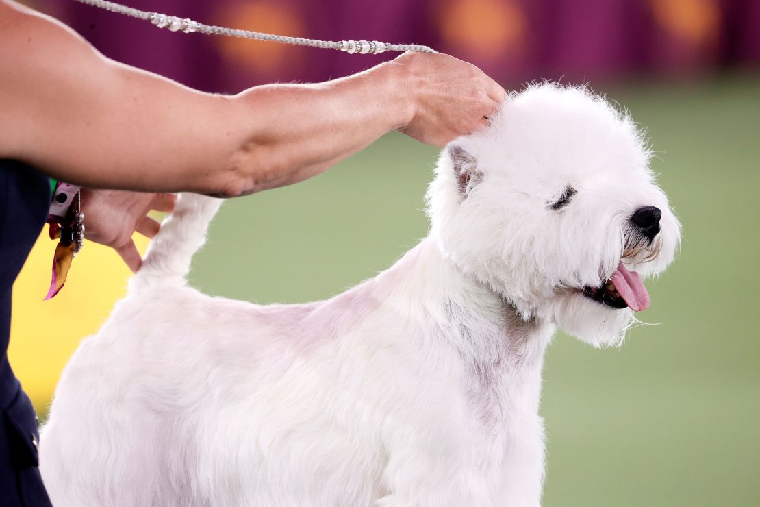 Westminster Dog Show Behind the scenes CNN