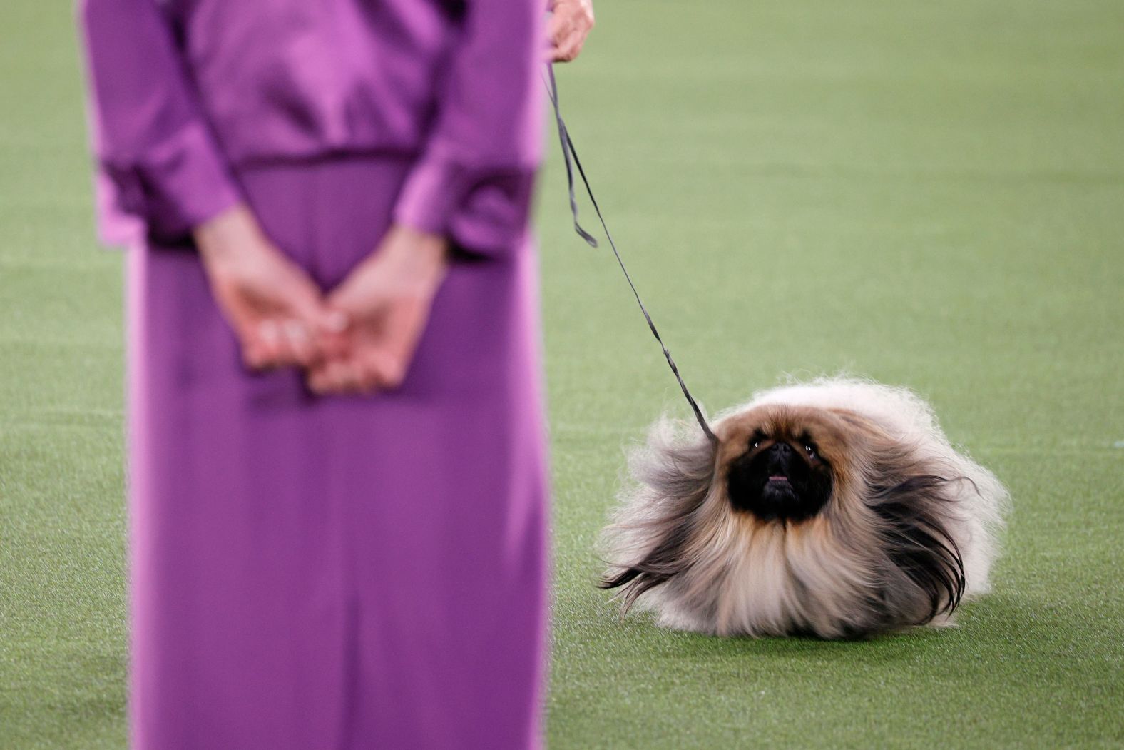 Three-year-old Wasabi the Pekingese competes for Best in Show at the Westminster Kennel Club Dog Show on June 13.