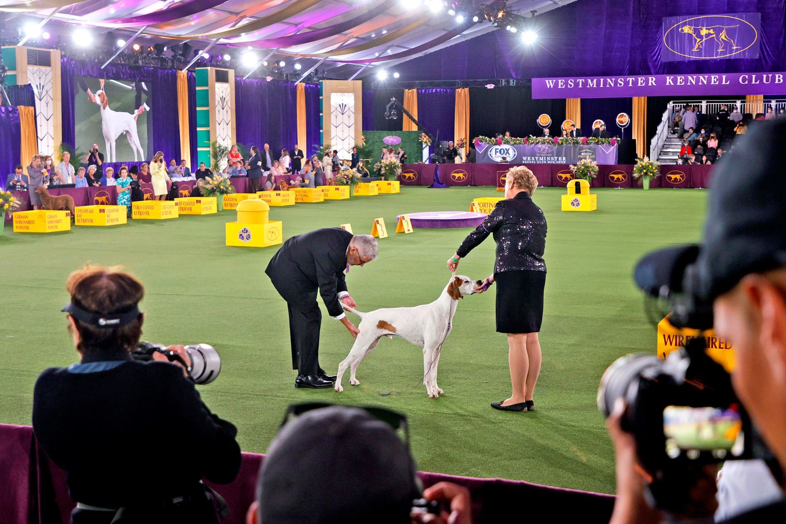 A dog and handler compete in the Sporting Group at the 145th Annual Westminster Kennel Club Dog Show on June 13.