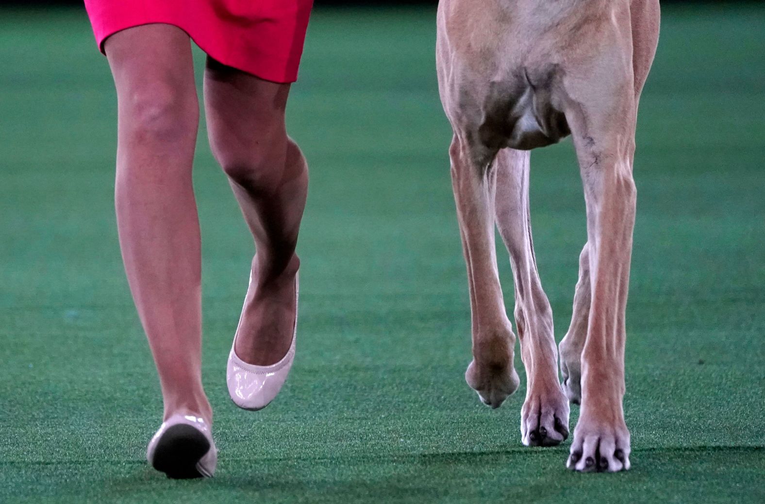 A Great Dane runs with its handler during the judging of the Working Group at the 145th Annual Westminster Kennel Club Dog Show on June 13.