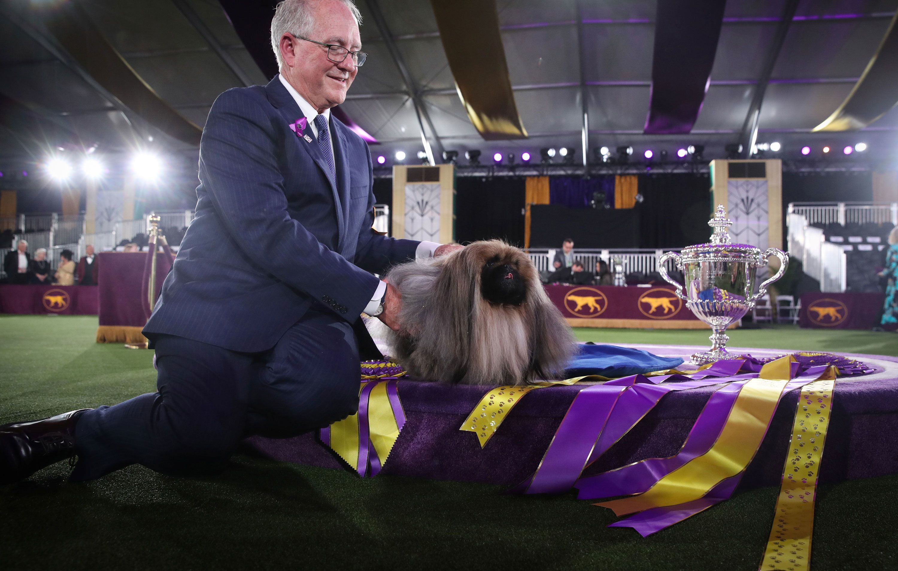 Wasabi the Pekingese sits in the winner's circle with his owner and handler David Fitzpatrick after winning Best in Show at the 145th Annual Westminster Kennel Club Dog Show on June 13, 2021, in Tarrytown, New York. Because of Covid-19, only dog owners and handlers were able to attend this year's event -- no spectators were allowed.