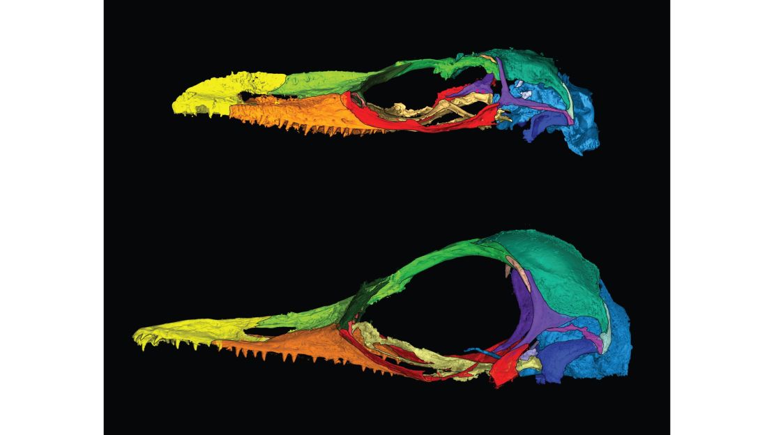 Oculudentavis naga, top, is in the same family as Oculudentavis khaungraae, bottom. Both specimens' skulls deformed during preservation, emphasizing lizardlike features in one and birdlike features in the other.
