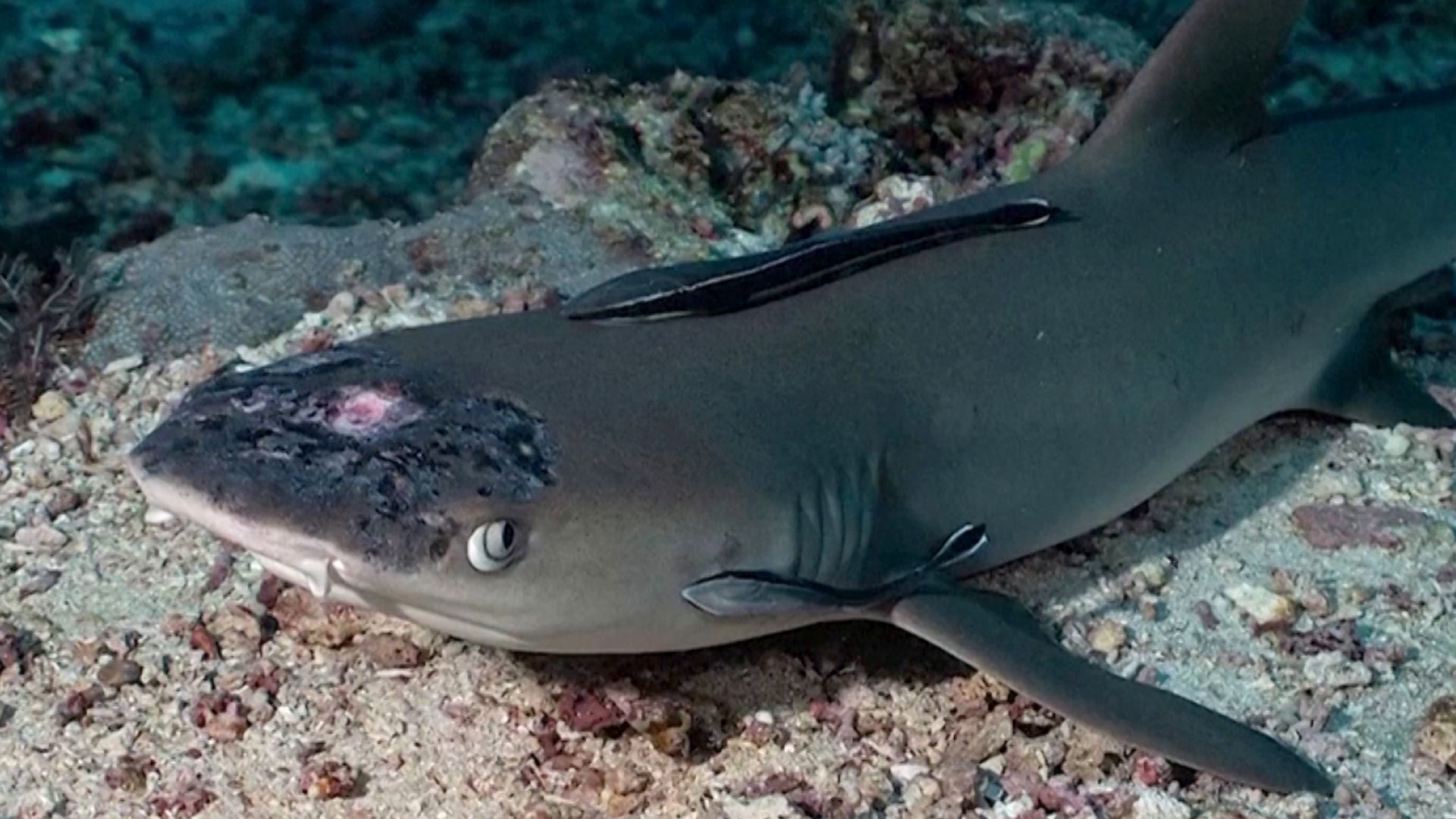 Mysterious skin disease plaguing sharks near popular dive spot