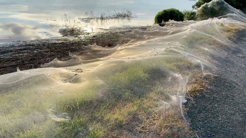 A still image from a social media video shows spiders' gossamer near wetlands in Gippsland, Victoria, Australia June 14, 2021. Carolyn Crossley via Facebook via REUTERS   ATTENTION EDITORS - THIS IMAGE HAS BEEN SUPPLIED BY A THIRD PARTY. NO RESALES. NO ARCHIVES. MANDATORY CREDIT. MUST CREDIT CAROLYN CROSSLEY via FACEBOOK