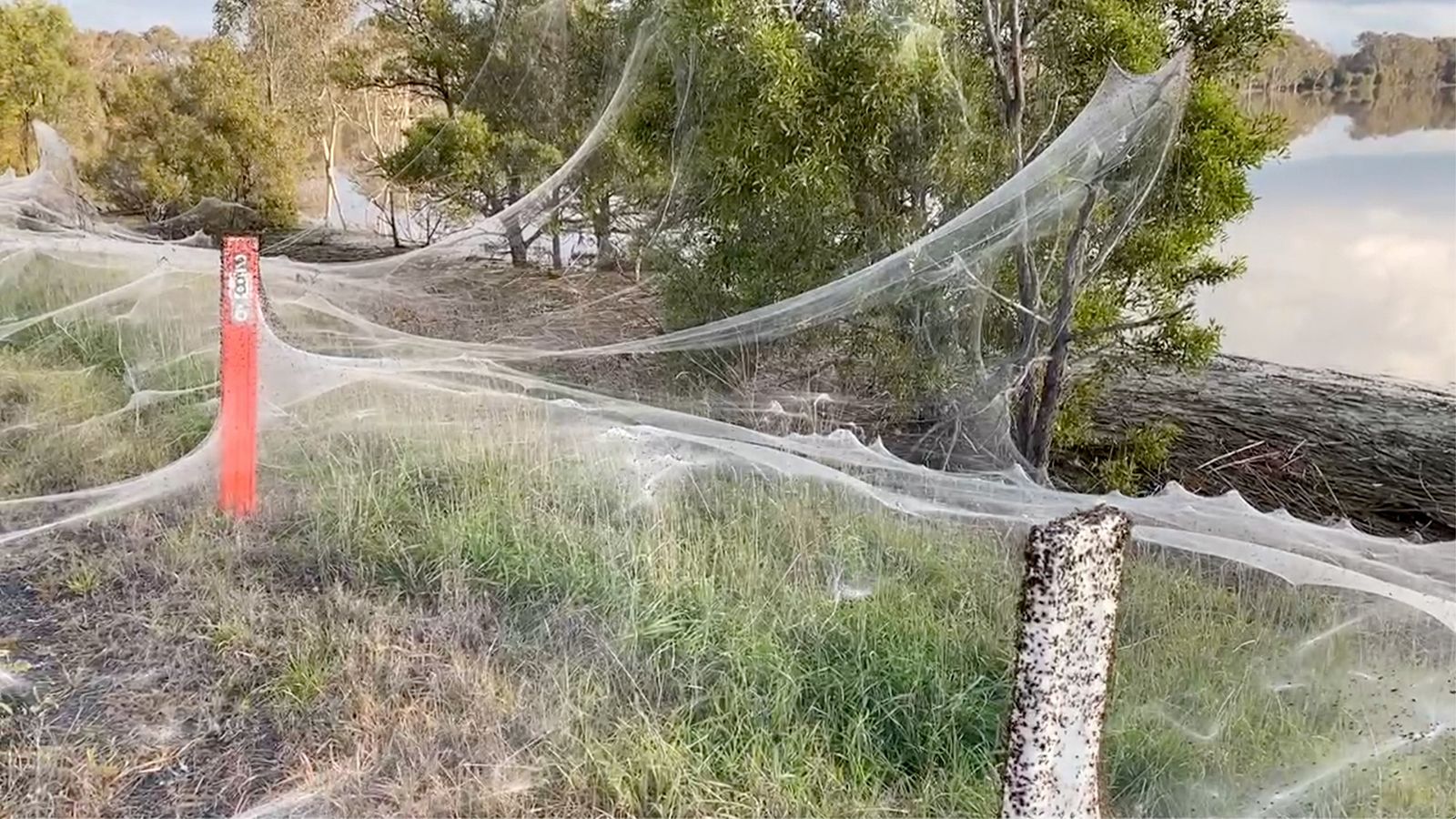 WATCH: Thousands of spiders take refuge in Australia after devastating  floods