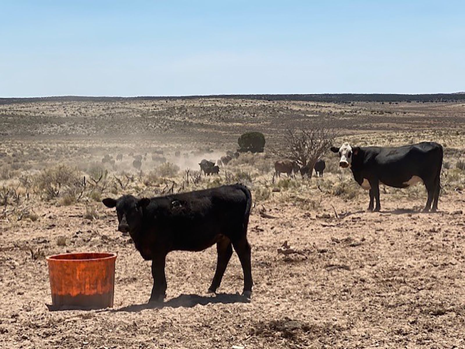 West drought: Ranch is experiencing worst drought in 85 years ...