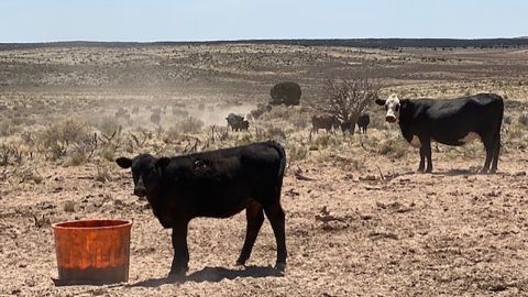 A couple of Atkin's cow out on his ranch in northwest Arizona