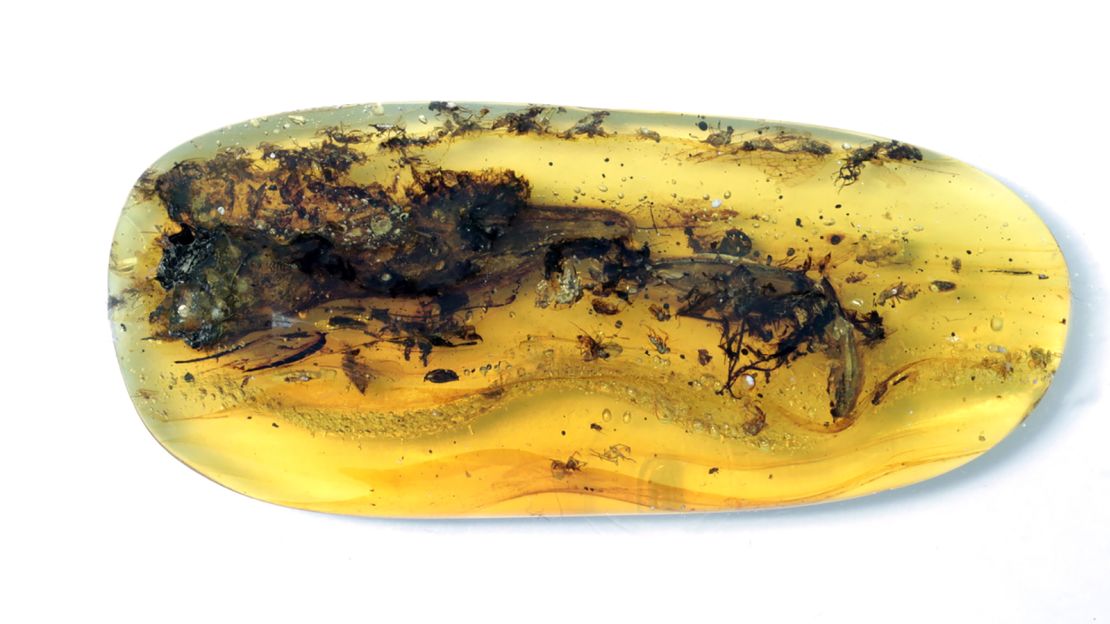 A tiny lizard was entombed in this 99 million-year-old piece of amber. 