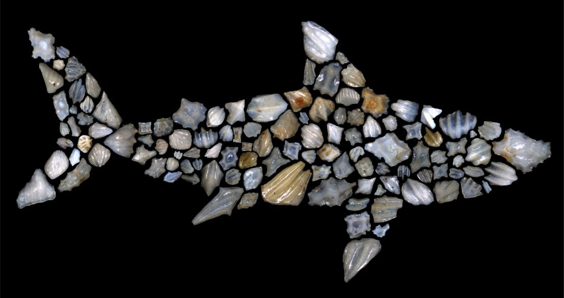 This silhouette of a shark is composed of shark fossils.