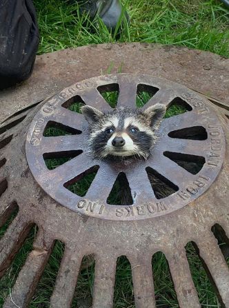 Firefighters in Harrison Township, Michigan, used multiple tools to <a href="https://www.cnn.com/2021/06/12/us/raccoon-head-sewer-rescued-trnd/index.html" target="_blank">rescue this baby raccoon</a> after it got its head stuck in a sewer cover on Tuesday, June 15.