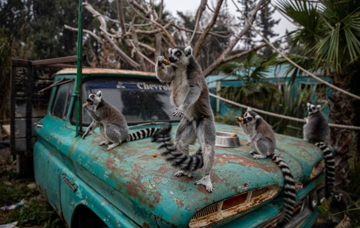 Ring-tailed lemurs sit on the hood of a truck while snacking inside the Buin Zoo in Santiago, Chile, on Tuesday, June 15. The zoo, which has had to close during the pandemic, started a "Sponsor an Animal" campaign to raise money for the animals' care.