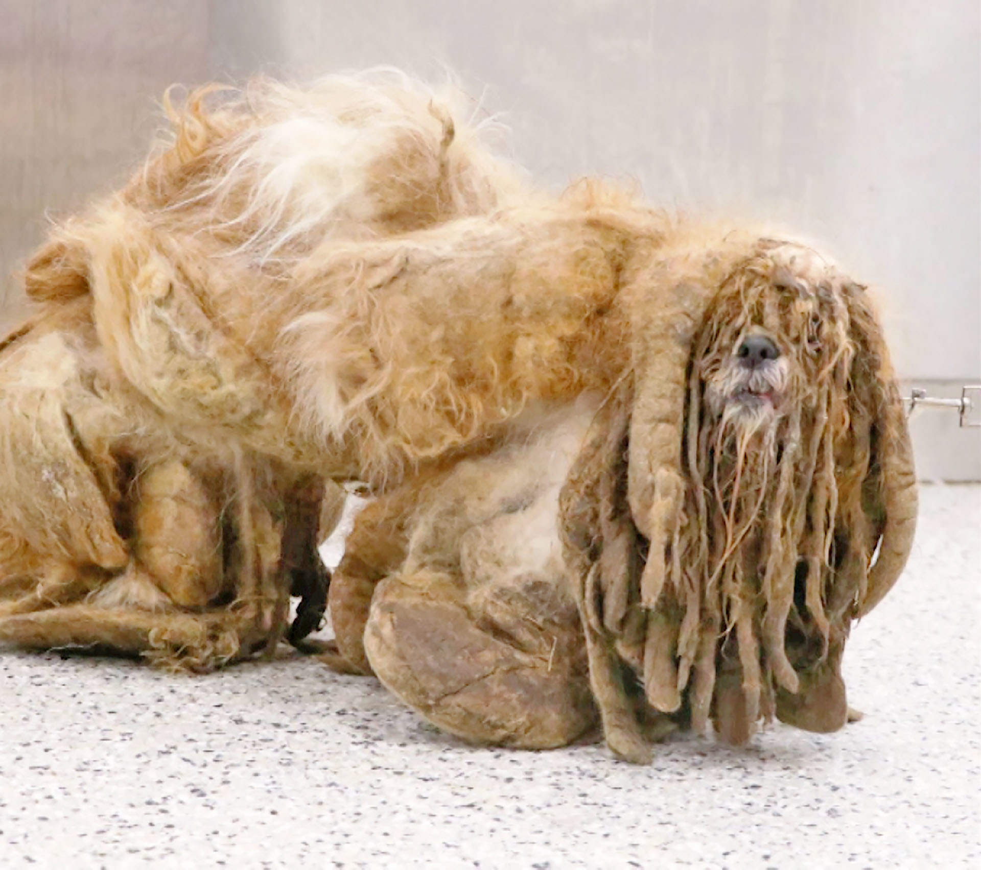 Believe it or not, there's a stray dog under this mess of hair | CNN  Business