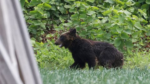 A brown bear that was on the loose in Sapporo, Japan, on June 18.