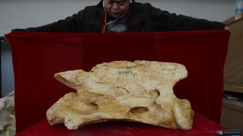 The second vertebra of a Linxia Giant Rhino