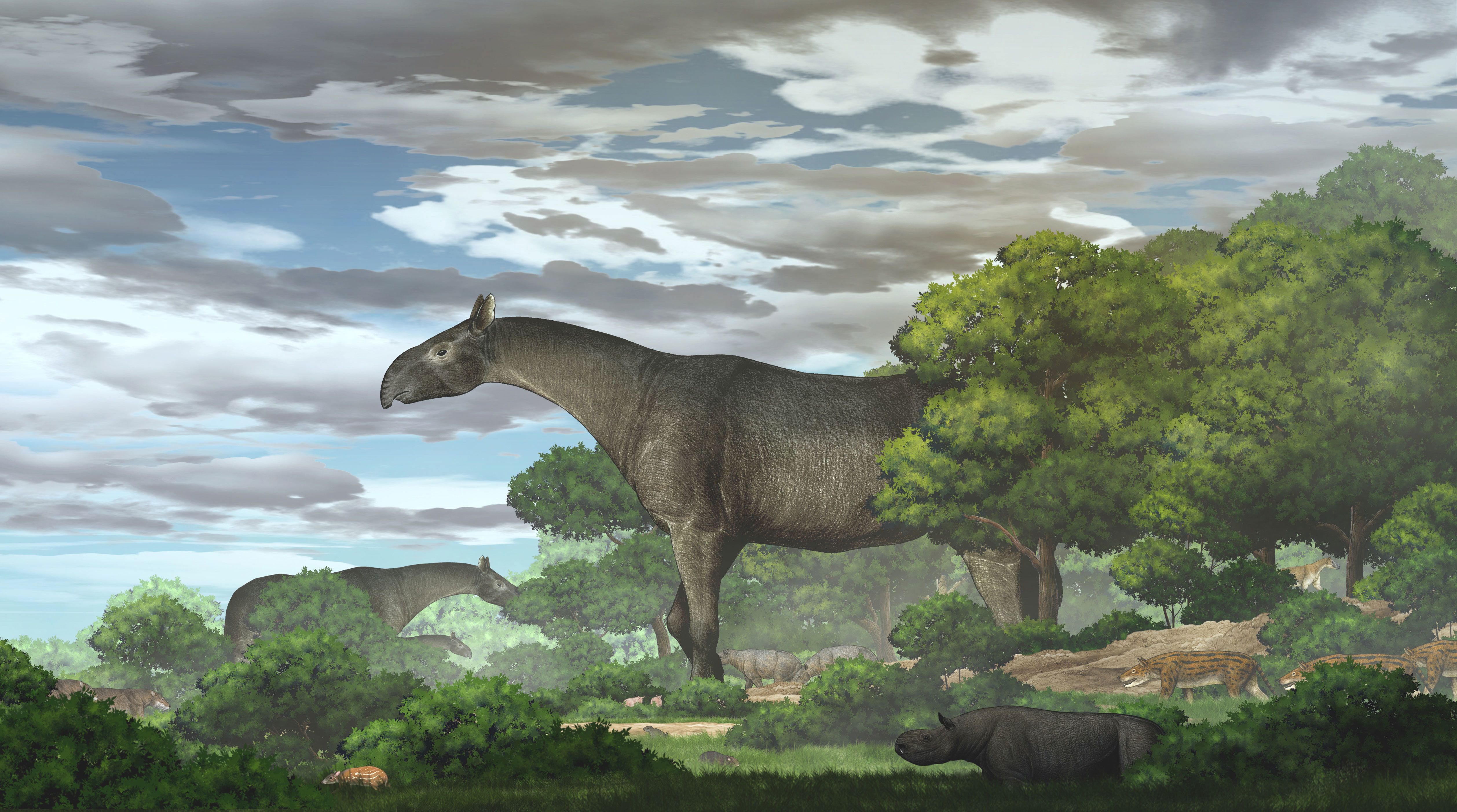 A giant prehistoric rhino was the biggest ever land mammal | CNN