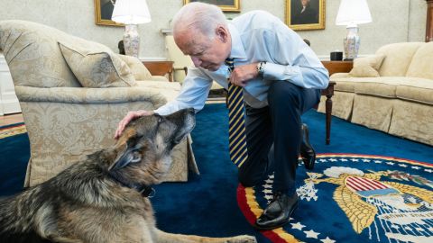 President Joe Biden pets the Biden family dog Champ in the Oval Office of the White House Wednesday, February 24, 2021.