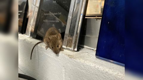 The prison was invaded by mice looking for food and shelter.