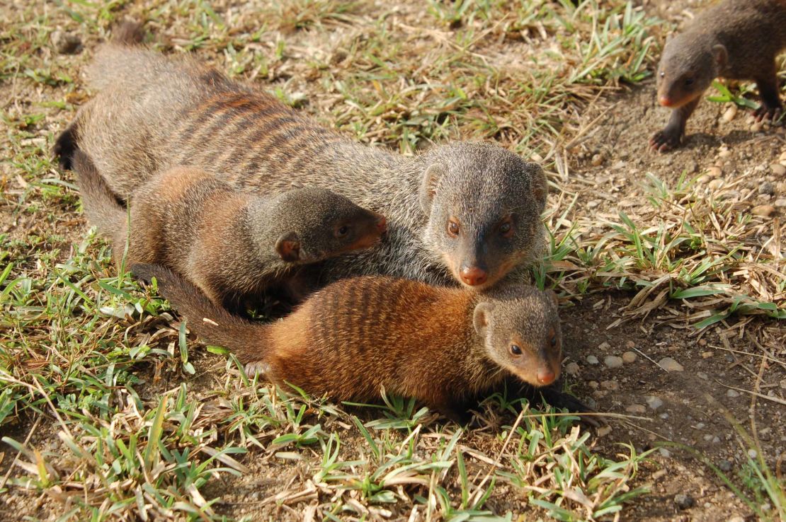 Young banded mongooses with an adult. Once they emerge from the den, they form caring relationships with another adult, called an escort. 