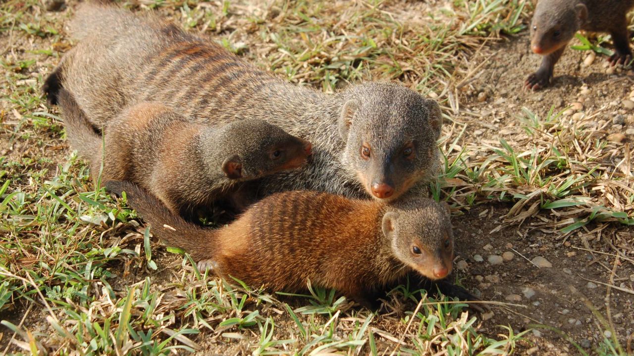 Young banded mongooses with an adult. Once they emerge from the den, they form caring relationships with another adult, called an escort. 