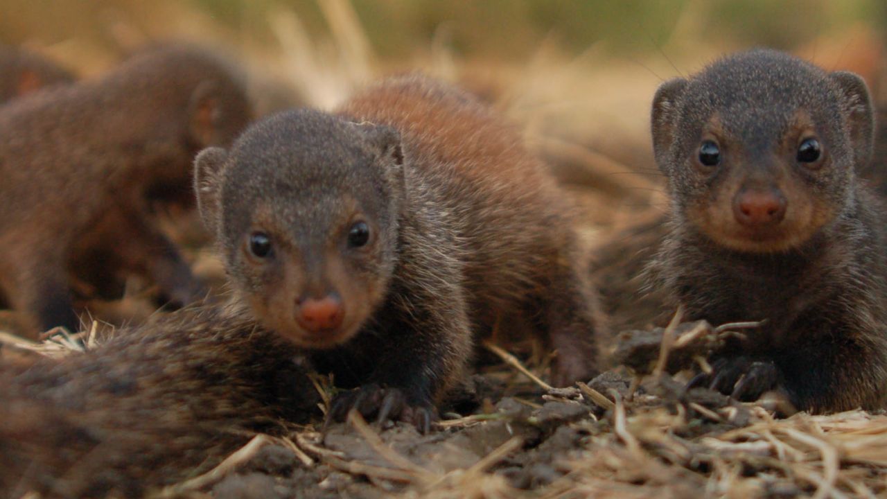 Female mongooses within a group give birth at the same time when they reproduce. 