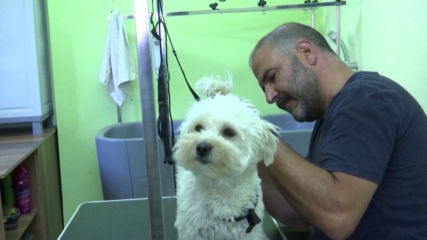A dog gets a haircut at a pet hotel in the West Bank.