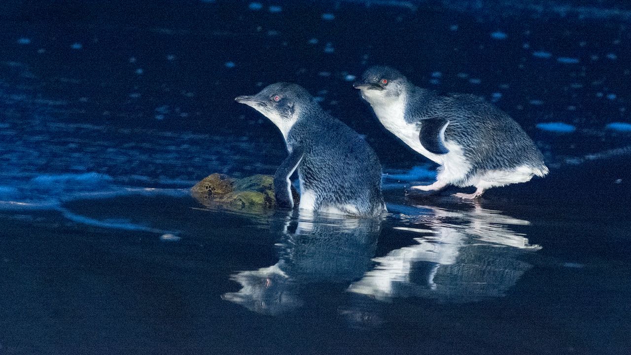 Small penguin colonies have been wiped off Maria Island.