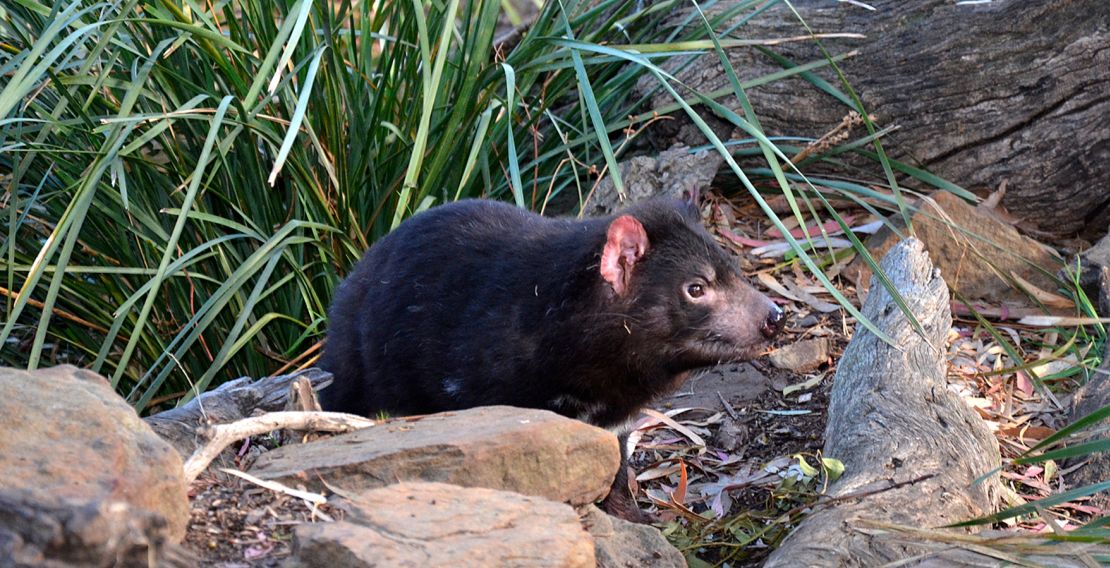 Tasmanian devil super-carnivore found in Australia