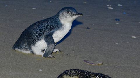Penguin colonies might be able to re-establish themselves on the island, conservationists said.