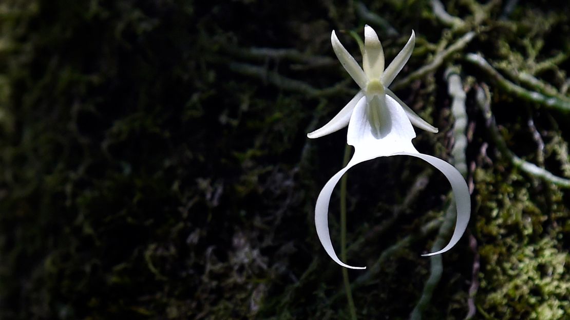 An endangered ghost orchid blooms for only the second time in the Fakahatchee swamp in 2016. 
