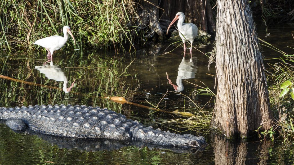 Alligators inhabit the park's swamps.