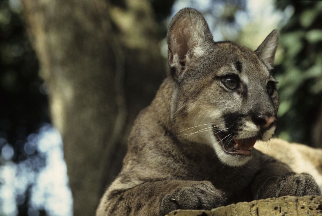 Endangered Florida panthers are sometimes spotted in the park.