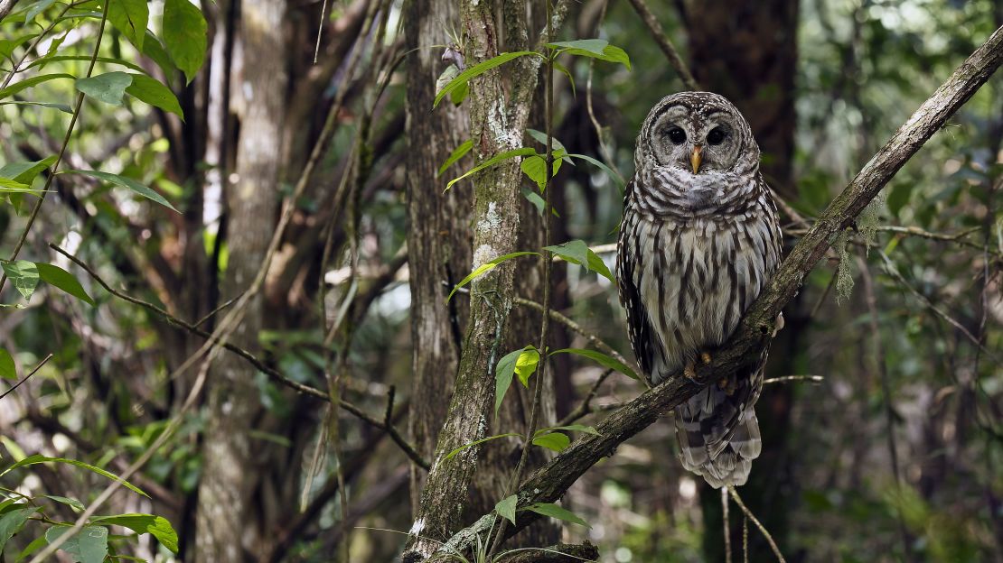 The park is home to barred owls and many other birds.