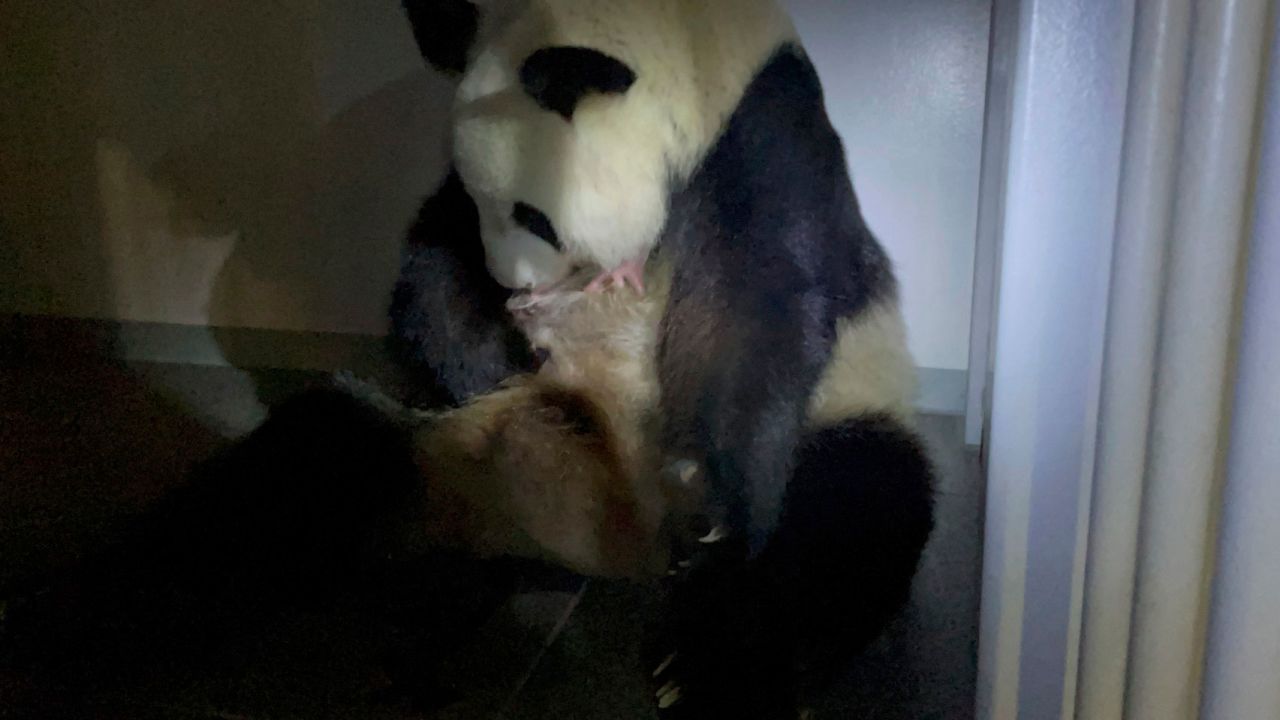 Mother panda Shin Shin holds one of the newborn twin pandas at Ueno Zoo in Tokyo on June 23.