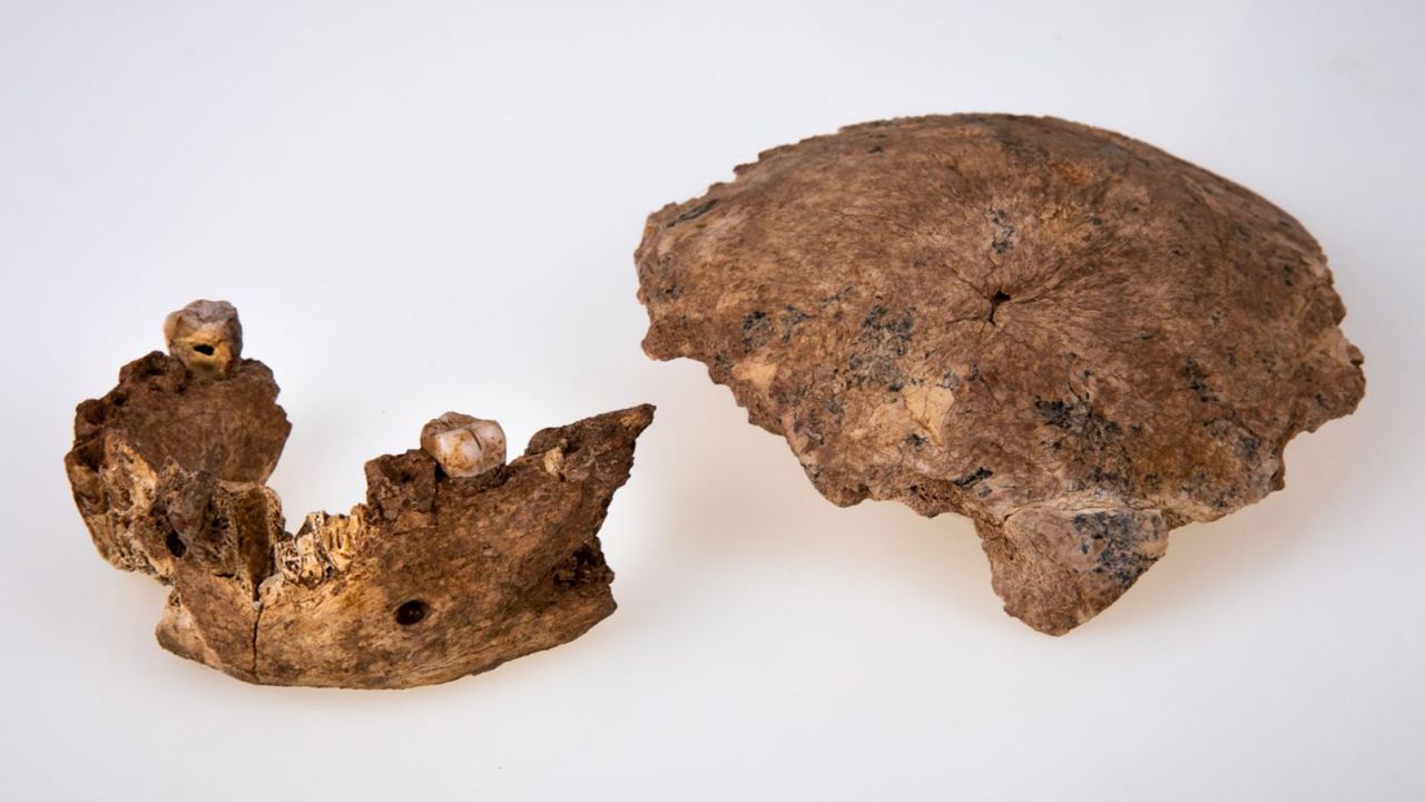 Two fossils found in Israel challenge the idea that Neanderthals originated in Europe. 