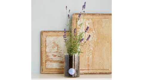 Birth Month Flower Grow Kit