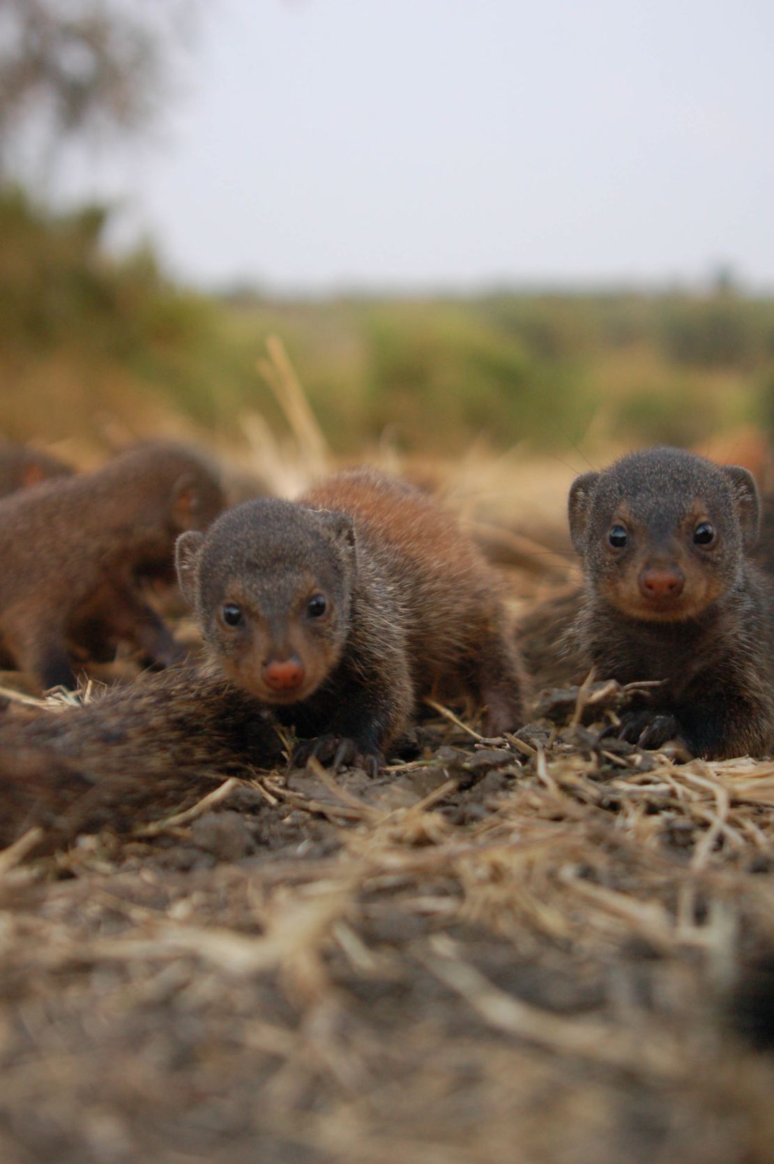 Mongoose mothers give birth at the same time to take care of pups communally. 